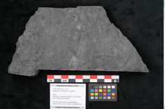 Foto (Objekt + Etikett) von Noeggerathia palmaeformis Goeppert (NHMW-GEO-2024-0188-10740)